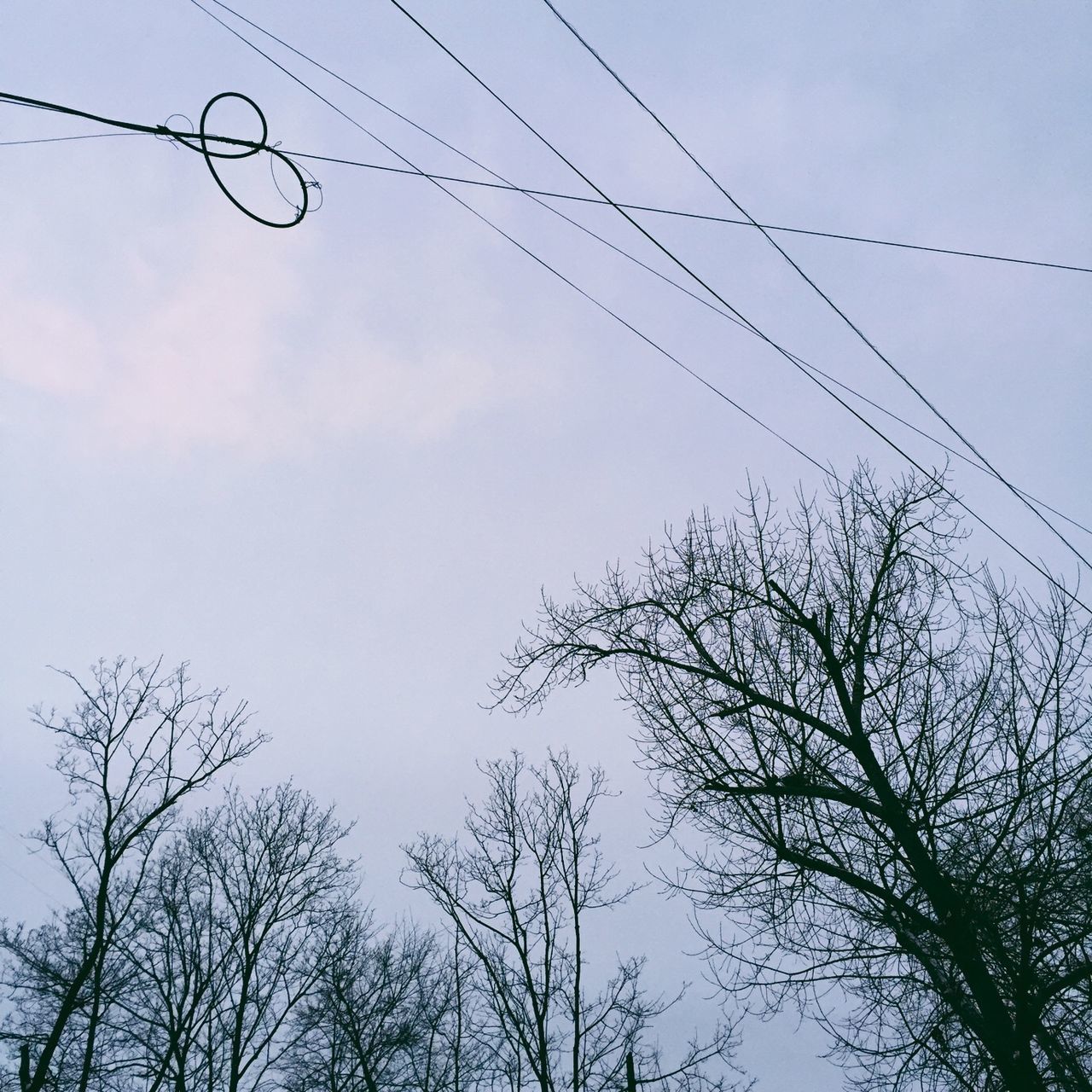low angle view, power line, tree, cable, sky, bare tree, branch, clear sky, electricity pylon, silhouette, connection, electricity, bird, power supply, nature, tranquility, power cable, outdoors, no people, day