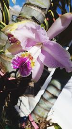 Close-up of purple orchids