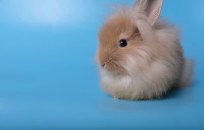 Close-up of a rabbit over blue background