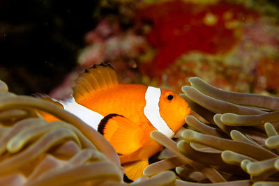 Close-up of fish swimming in sea