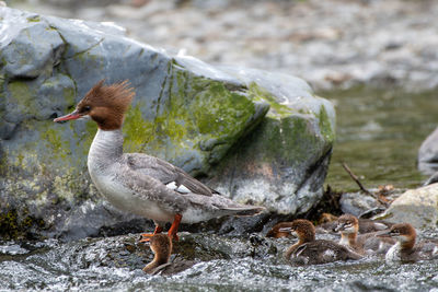 Close-up of bird perching on rock
