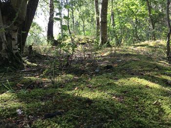 Low angle view of trees in forest