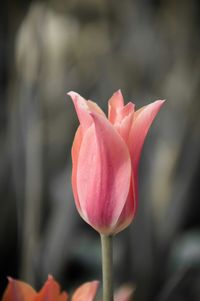 Close-up of pink flowers