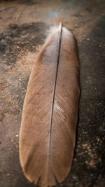 Close-up of dried leaves on table