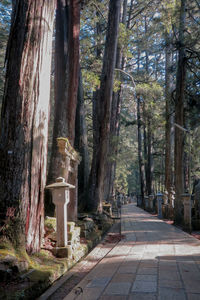 Footpath amidst trees in forest