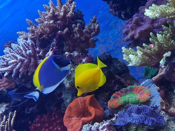 Close-up of fish swimming in sea