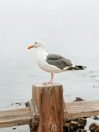 Close-up of seagull perching on wooden post