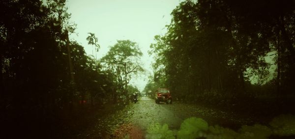 Cars on road amidst trees against sky