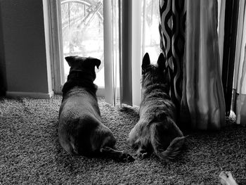 Two dogs sharing a window