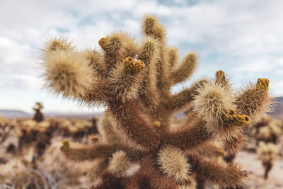 Close-up of cactus plant