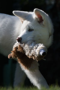 Close-up of dog with toy in mouth walking on land