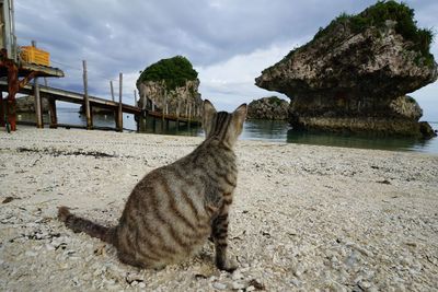 Cat lying on rock against sky