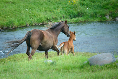 Horses on a field