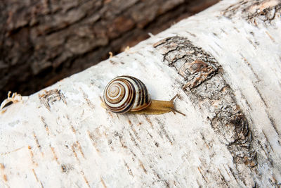 Close-up of snail on tree trunk