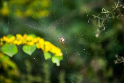 Close-up of spider on web
