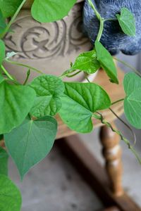 Close-up of green leaves