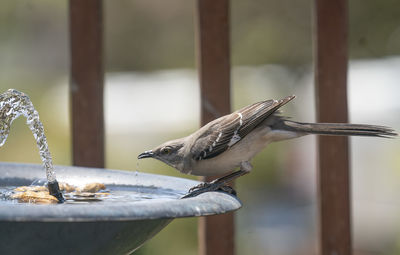 Close-up of bird perching on branch