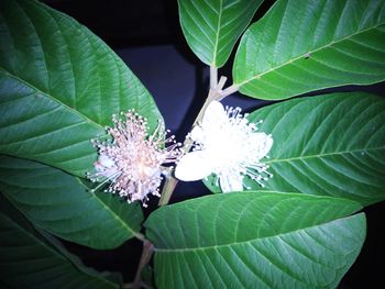 High angle view of flowering plant leaves