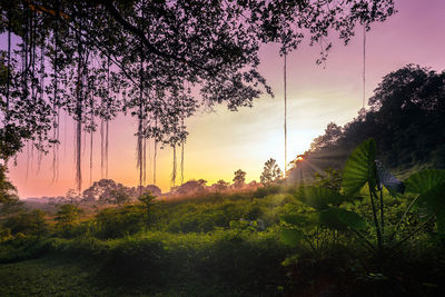 Scenic view of grassy field against sky during sunset