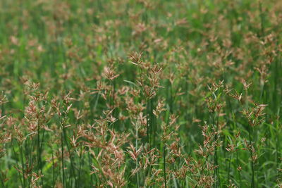 Close-up of plants growing on field