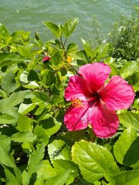 Close-up of pink hibiscus blooming in water