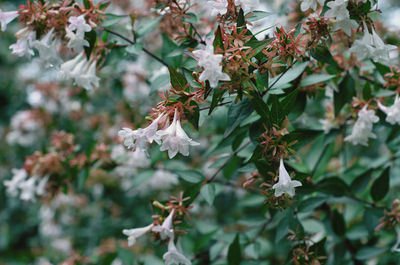 Close-up of white flowering plant