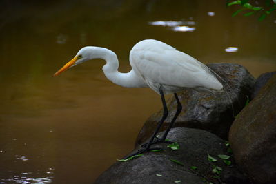 Side view of bird on rock by lake