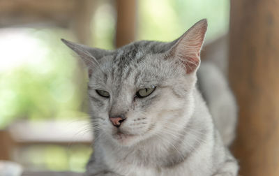 Close-up of cat