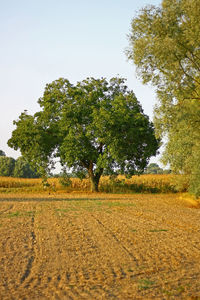 Trees on field against clear sky