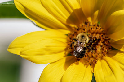 Close-up of honey bee on sunflower