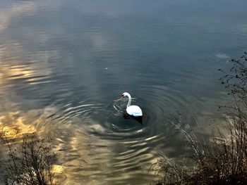 High angle view of swan swimming in lake