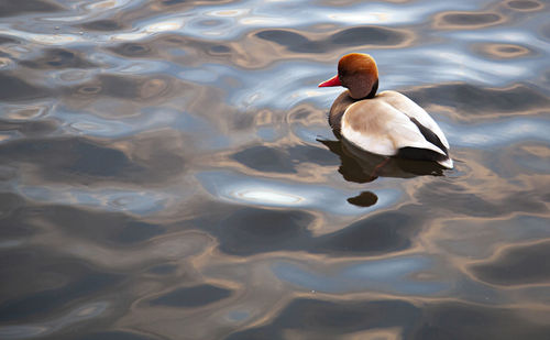 High angle view of duck swimming in lake