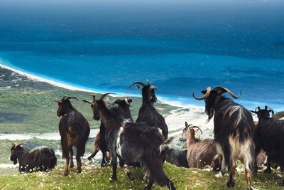 Herd of domestic goats grazing on coastline