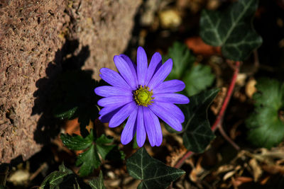 Close-up of purple flowering plant