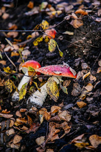 High angle view of dry leaves on land