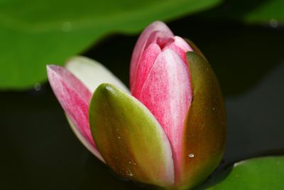 Close-up of pink flower