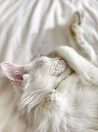 Close-up of cat sleeping on bed