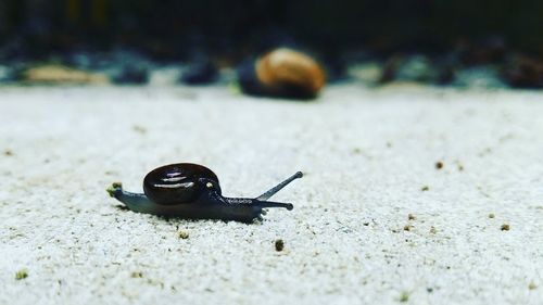 Close-up of snail