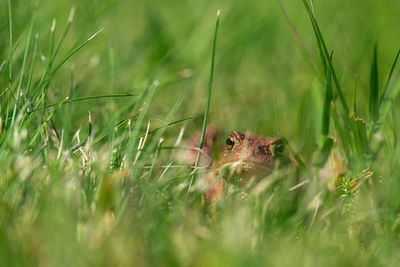 Close-up of an animal on field