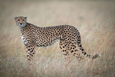 View of a cat on field
