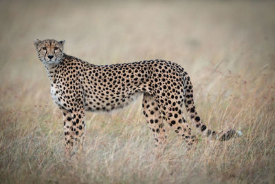 Cheetah standing on field in zoo