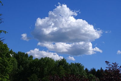 Low angle view of trees against blue sky