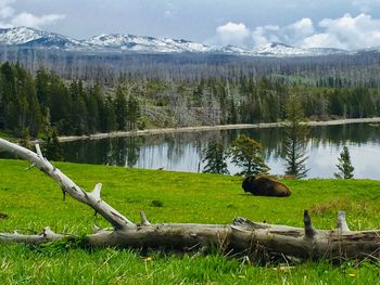 Scenic view of lake by trees against sky