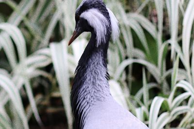 Close-up of bird against blurred background