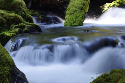 Scenic view of waterfall in forest