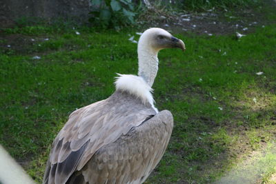 High angle view of vulture on field