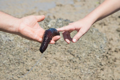 Close-up of hand holding crab on sand