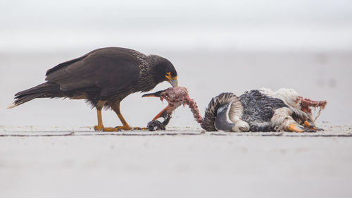 View of birds eating food