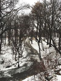 Bare trees on snow covered landscape