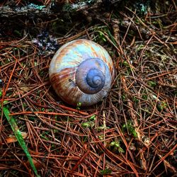 High angle view of snail on leaf